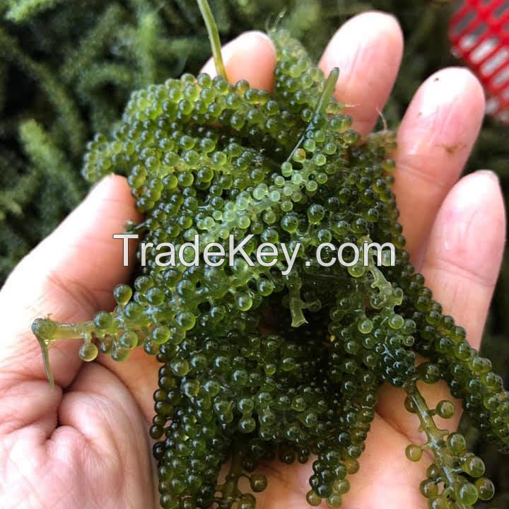 HIGH QUALITY DEHYDRATED SEA GRAPES//Kathy: +84813366387