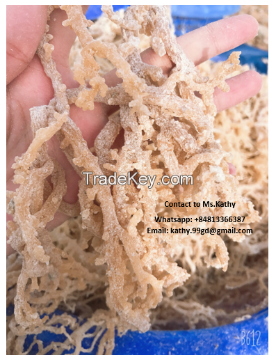 VIETNAM DRIED GOLD SEA MOSS/ PURPLE SEAMOSS BEST PRICE FOR SALE//Kathy: +84813366387