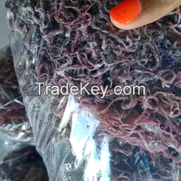 Wild harvested Sea moss