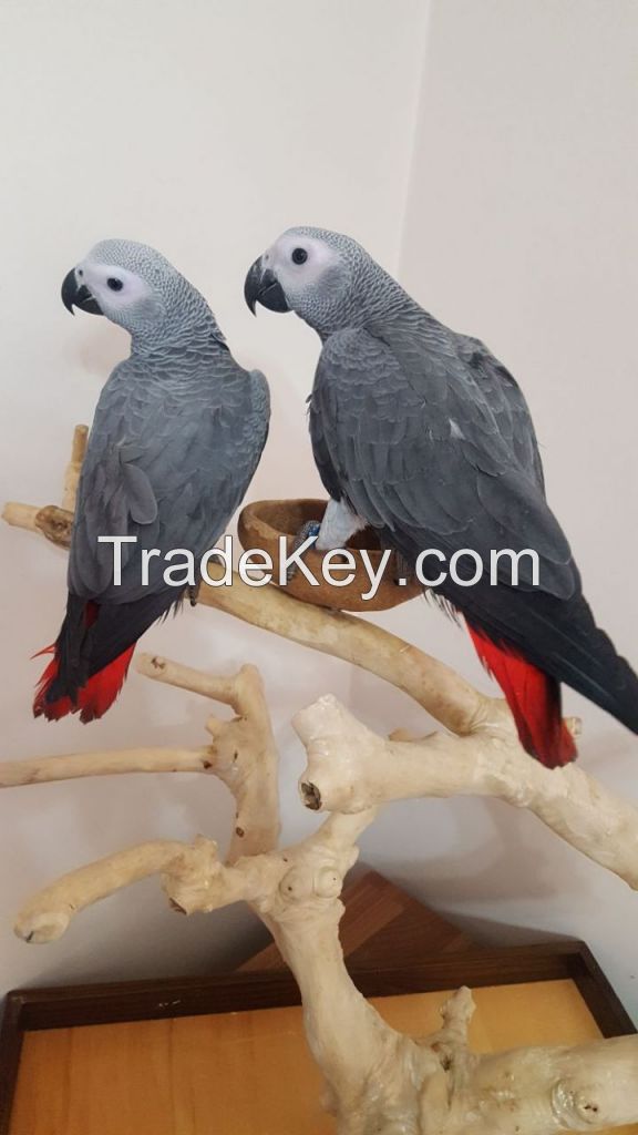 African Grey Parrots for sale