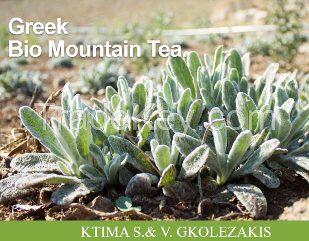 Mountain Organic Herbal Tea _ Sideritis