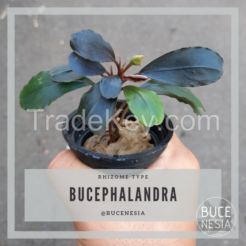 Bucephalandra Sp. Red Lemon