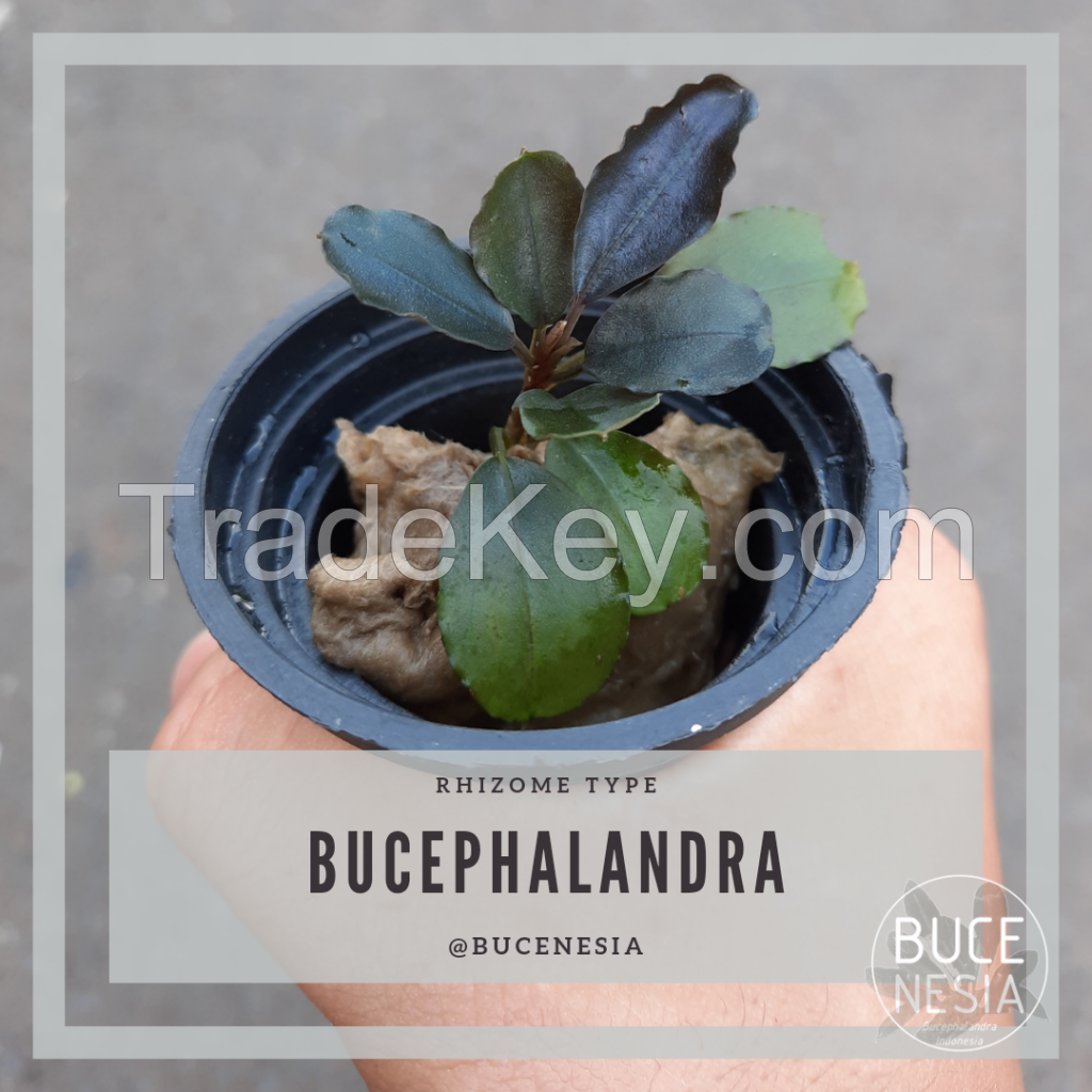 Bucephalandra Sp. Red Lemon