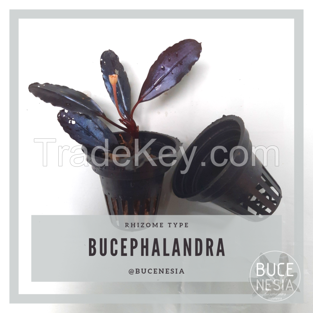 Bucephalandra Sp. Beauty Killer
