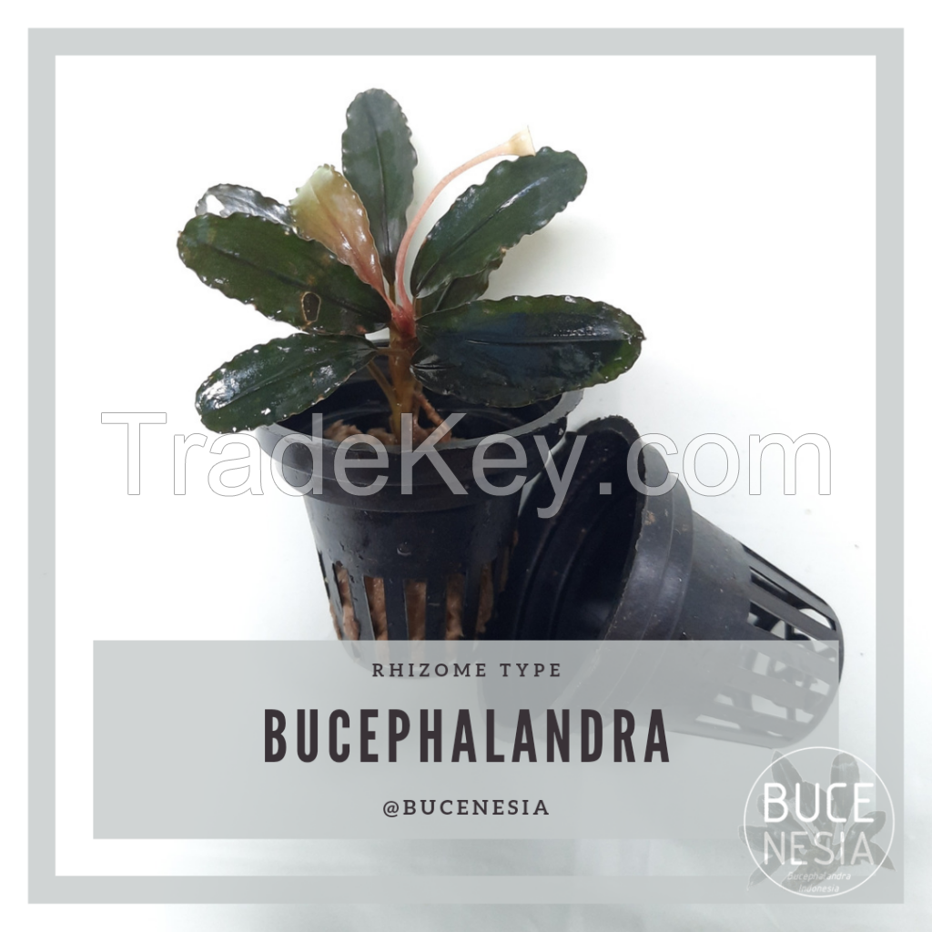 Bucephalandra Sp. Beauty Killer