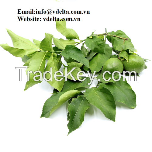 Dried lemon leaves