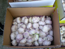 fresh garlic