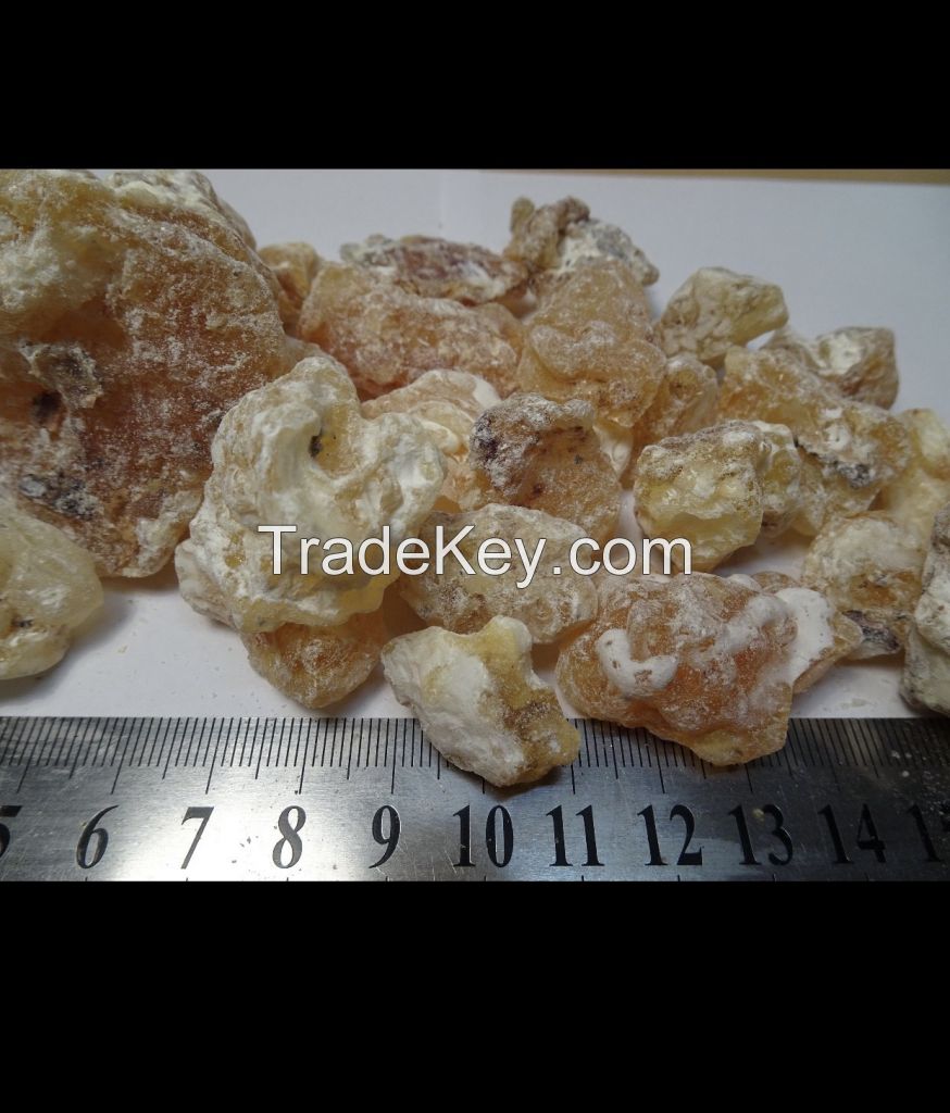 Frankincense Frereana