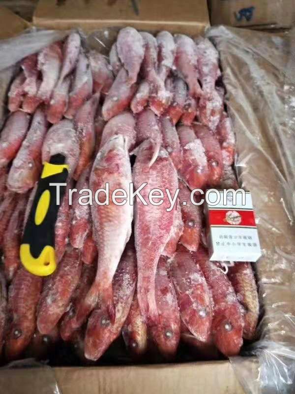 New Product Type Fish Frozen fresh red seabream fish 300-500g for seafood importers