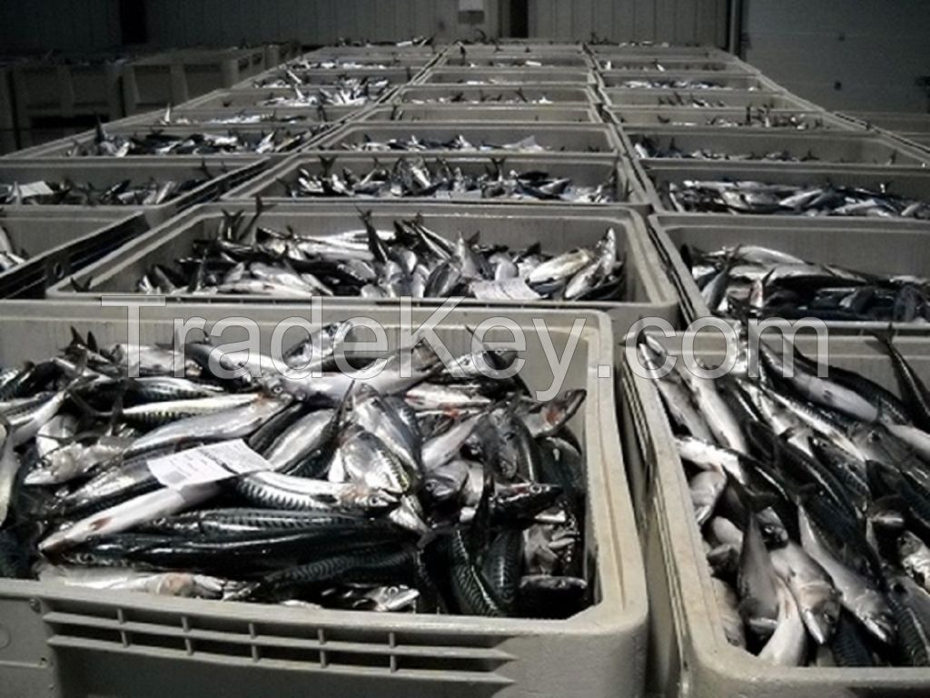 Frozen Atlantic Mackerel Fish Scomber Scombrus 