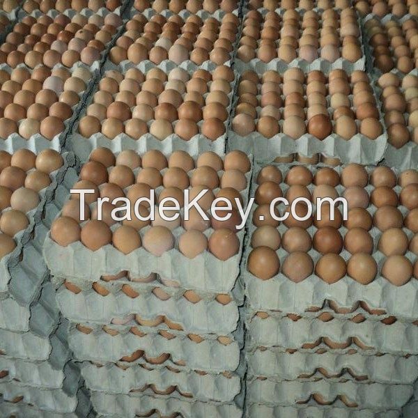 Fertile Broiler / Chicken Hatching Eggs for Sale