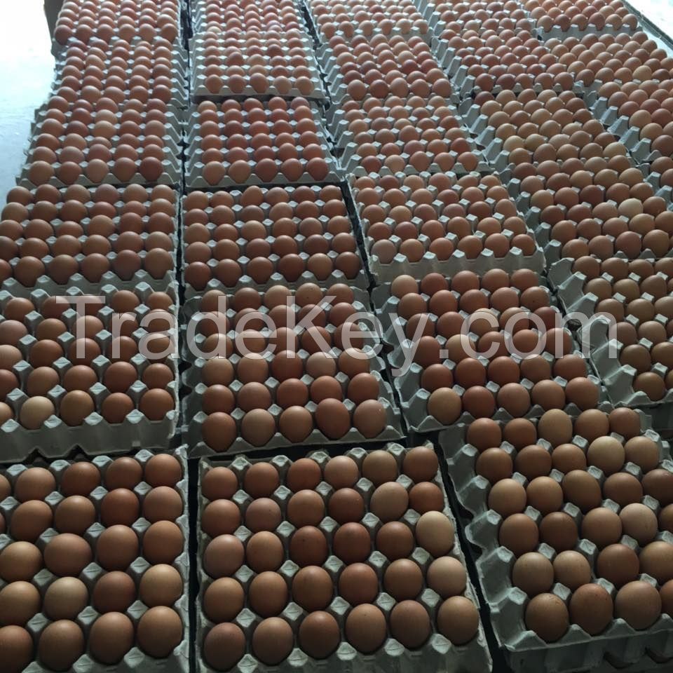 Fertile Broiler / Chicken Hatching Eggs for Sale