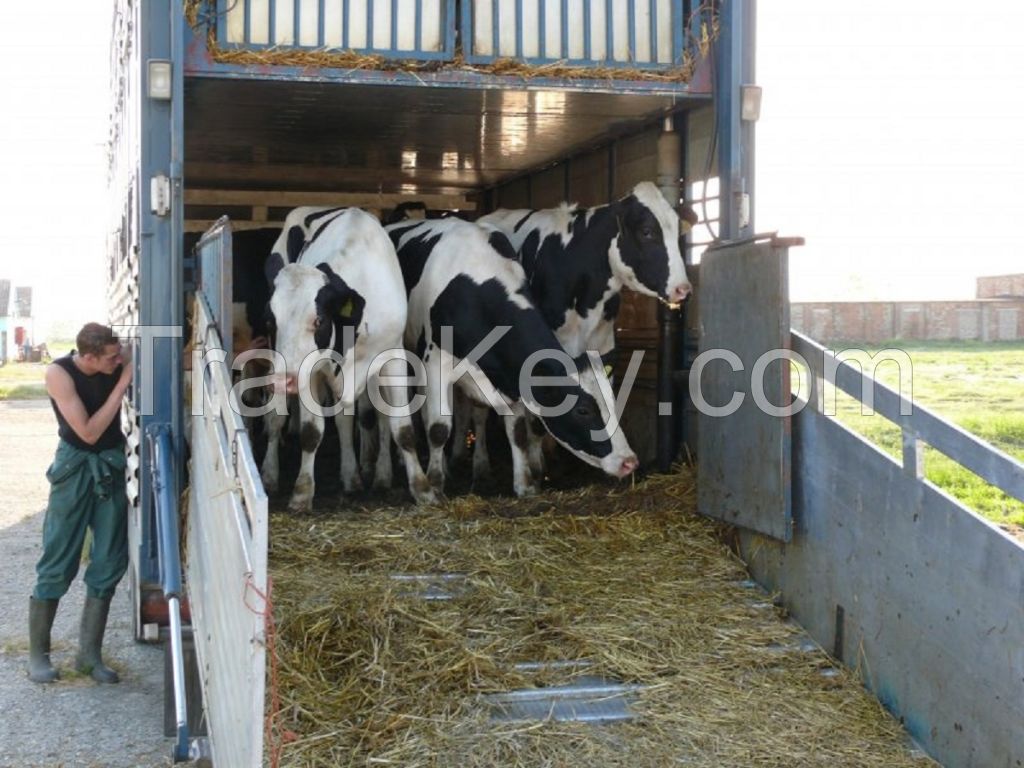 Bulls Simmental Dairy Cattle/Live Pregnant Friesian Holstein Heifers Cow