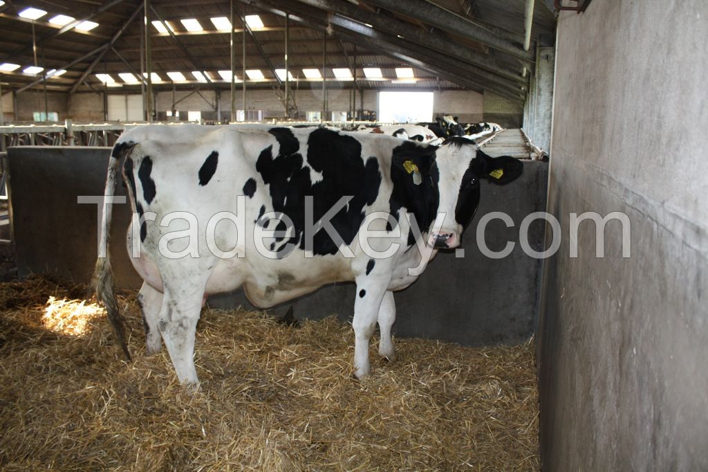 Bulls Simmental Dairy Cattle/Live Pregnant Friesian Holstein Heifers Cow