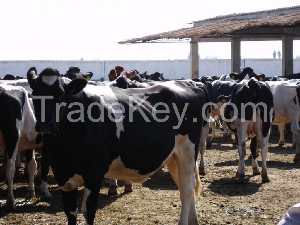 Bulls Simmental Dairy Cattle/Live Pregnant Friesian Holstein Heifers Cow