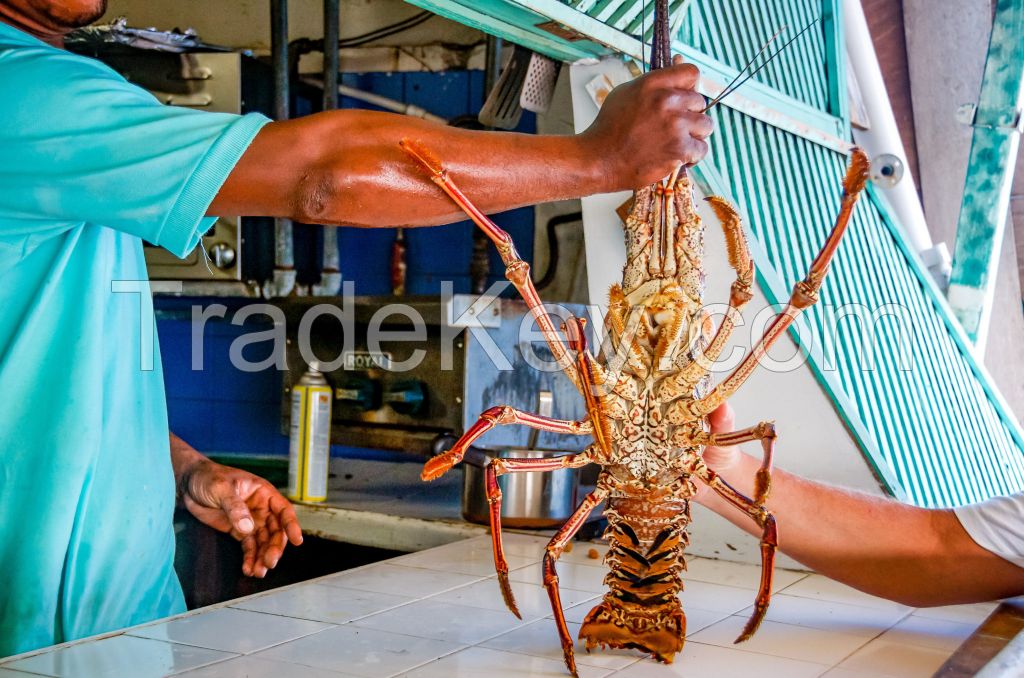 Live spiny lobster