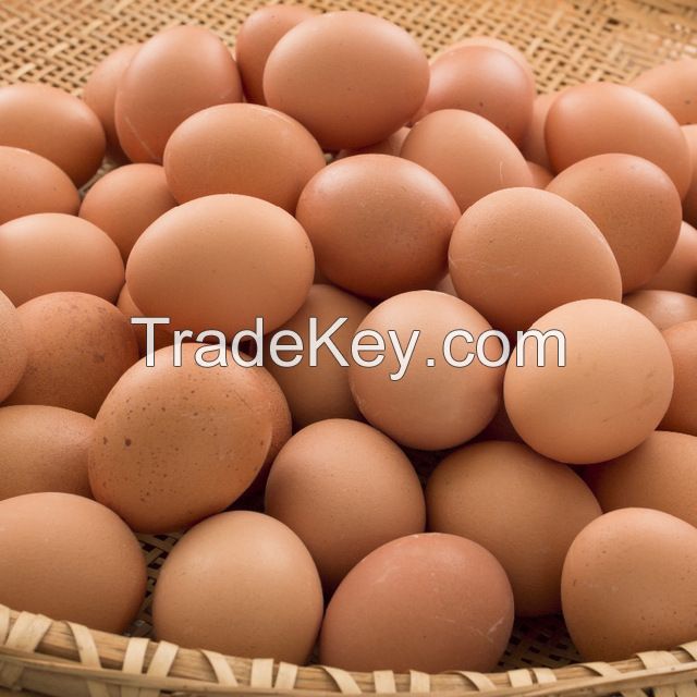 Fresh Farm Chicken Table Eggs/Fresh Chicken wholesale
