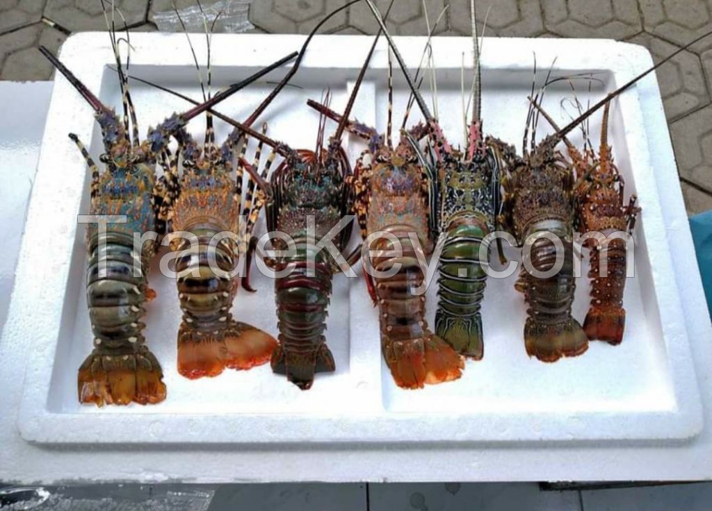 Fresh nad Frozen lobsters