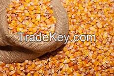 Best Quality Natural Yellow Corn /maize For Animal