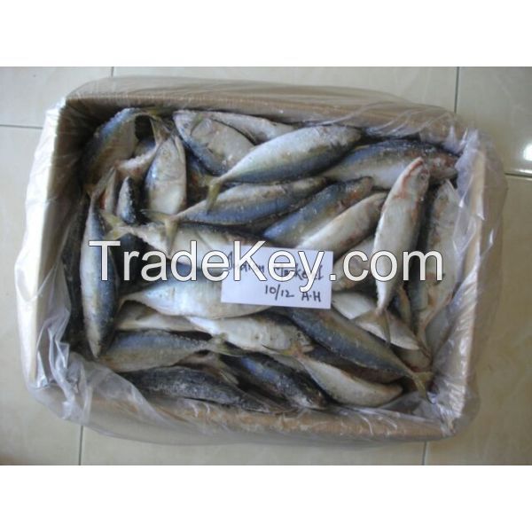 High Quality Indian Mackerel Fish