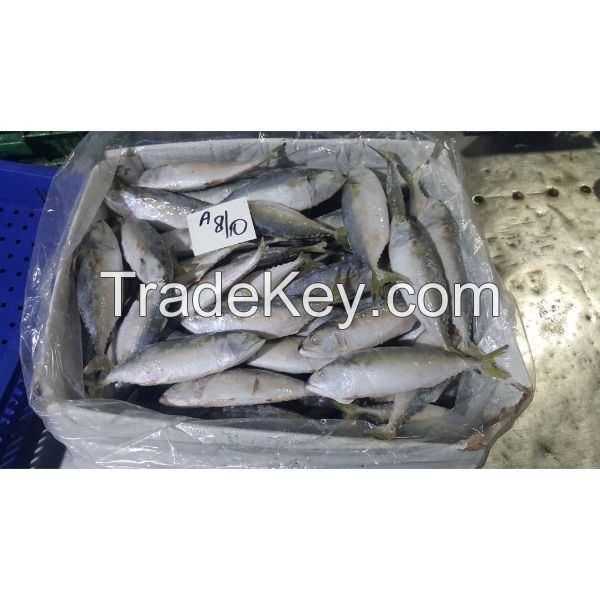 Processed Fresh Frozen Indian Mackerel Fish