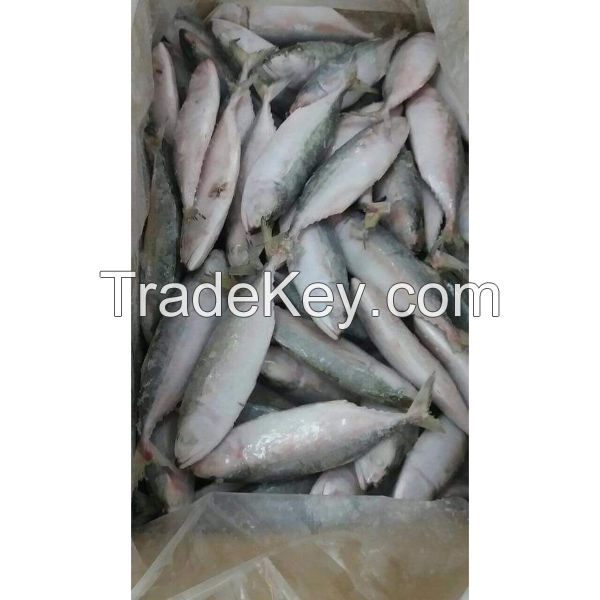 Frozen Mackerel Stock/Indian Mackerel Fish