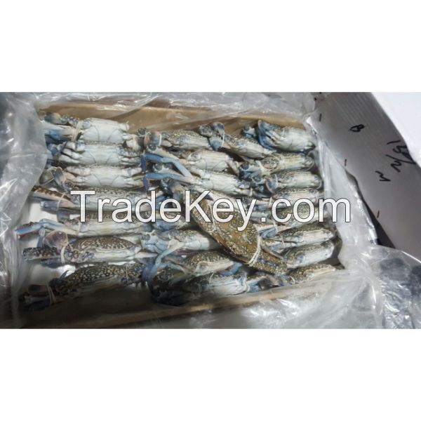 Frozen Blue Swimming Crabs Stock