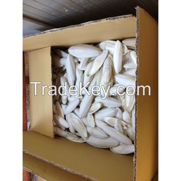 Dried Processed Cuttlefish Bone For Sale