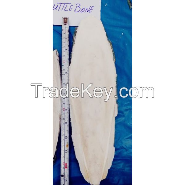Processed Cuttlefish Bone For Sale