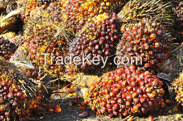 Palm Kernel