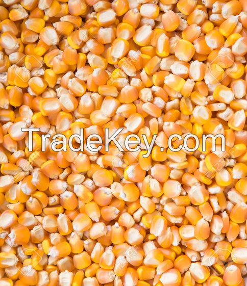 Maize Seed