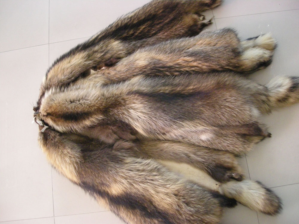raccoon fur