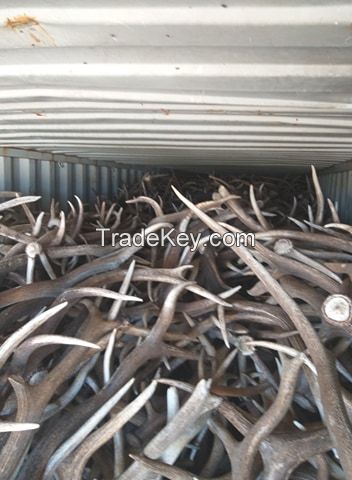 Naturally shed whole red deer antler