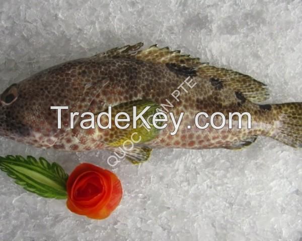 Grouper Fillet Skinless, Boneless, Co Treated