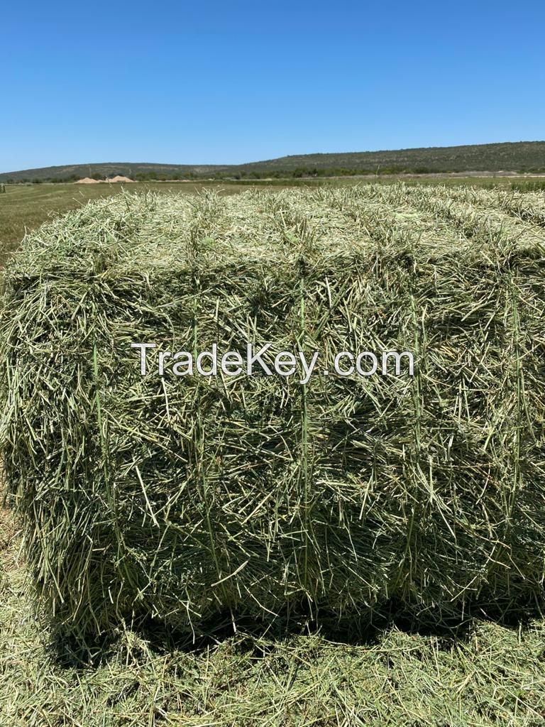 Alfalfa Lucerne Hay for sale