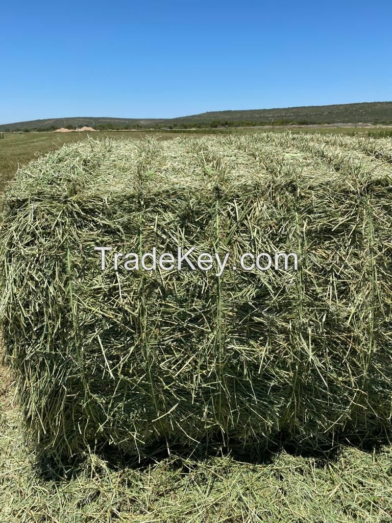 Alfalfa Lucerne Hay