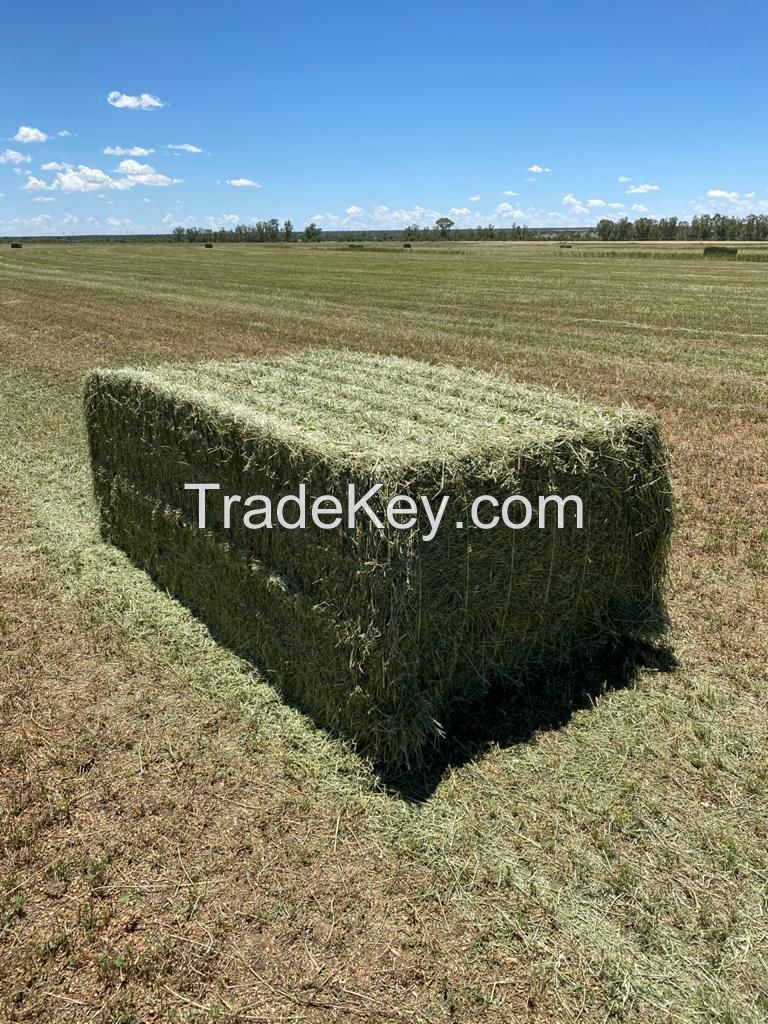 Alfalfa Lucerne Hay