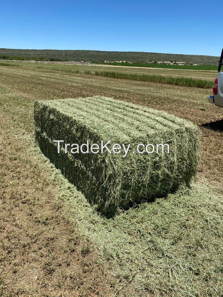 Alfalfa Lucerne Hay