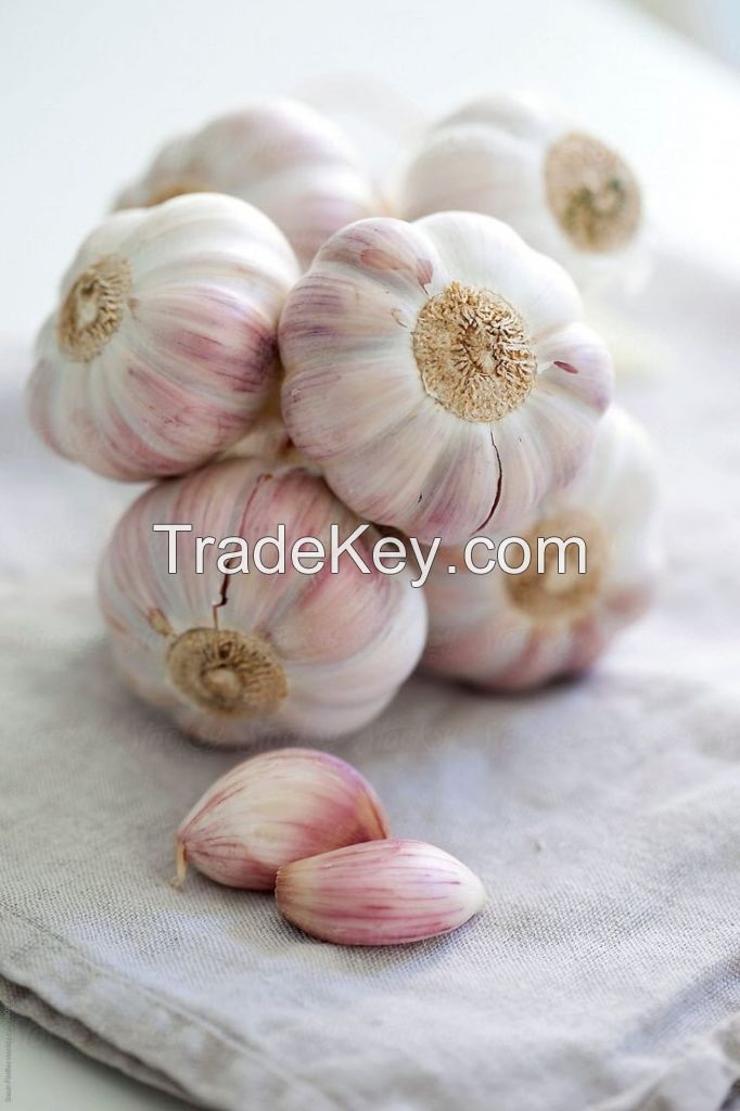 Garlic