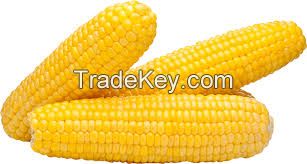 corn