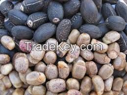 Jatropha seeds