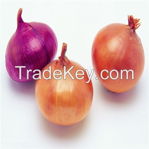 Hot Sell Fresh Onion