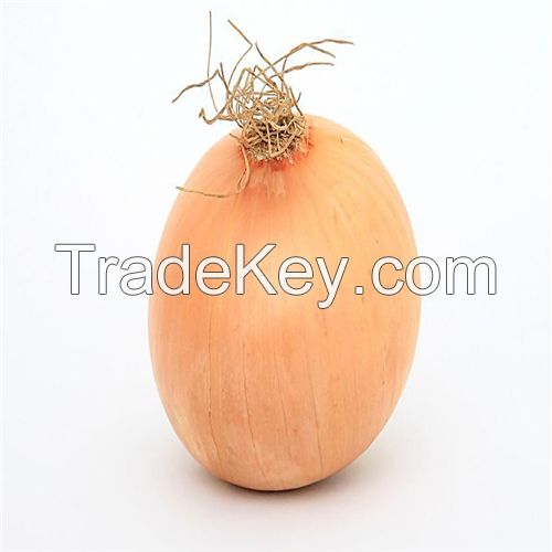 Hot Sell Fresh Onion