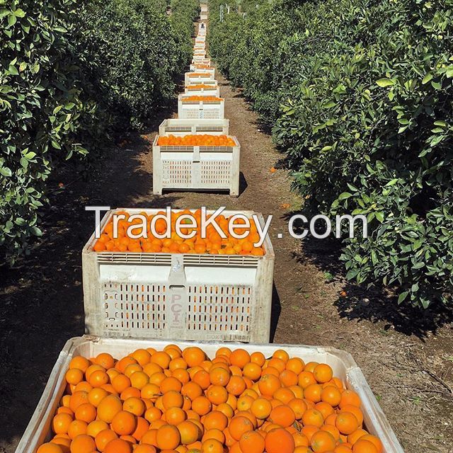Naval Oranges,-Cara Cara-Blood (Moro) Orange-Tangerine-Clementine-Valencia Orange