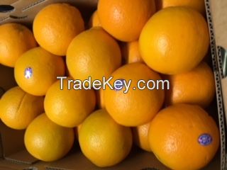 Navel Oranges, Lemons and Cara Cara Oranges