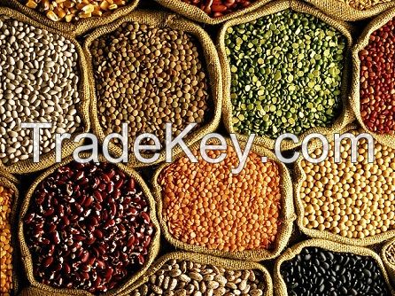 Sesame Seeds White, beans, soybean, sunflower seed, Mung beans, white corn, Pulses, Pea- Beans, Horse Beans, Chick Peas, Lentils, Coffee and other speciality crops