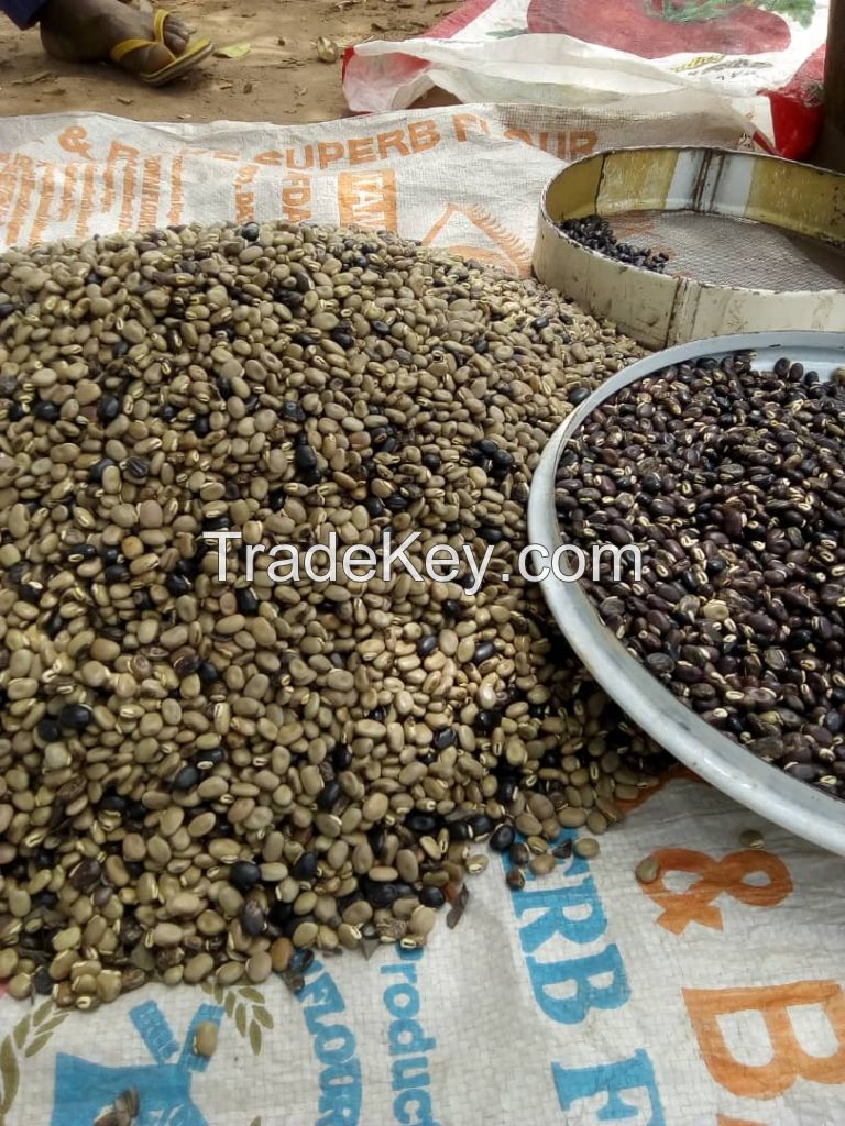 Mucuna Pruriens Seeds/Powder (Velvet Beans) 