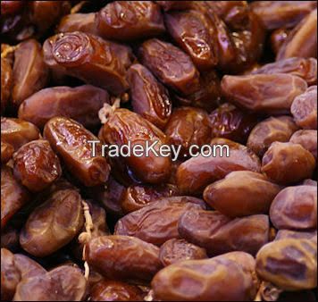 Date palms (Phoenix dactilifera)