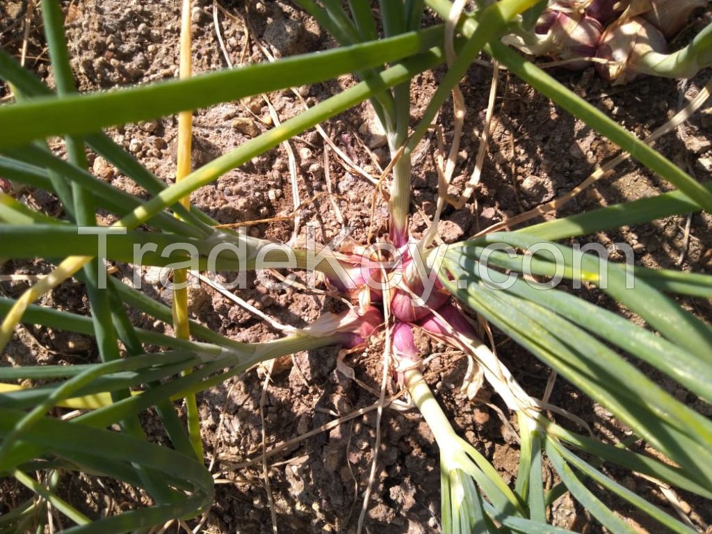 Red Onion ( Shallot Onion )