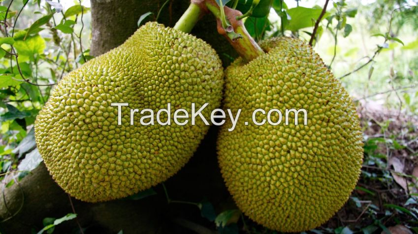 Vietnamese Dried Jackfruit with Premium Quality and Competitve Price